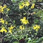 Verbesina alternifolia Flower