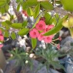 Euphorbia milii Květ
