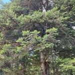 Abies cephalonica ശീലം