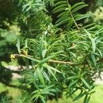 Podocarpus totara Liść