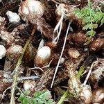 Polypodium cambricum Lapas