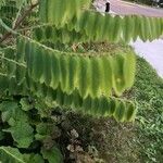 Amorpha fruticosa 葉