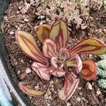 Echeveria nodulosa Ліст