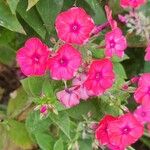 Phlox drummondiiBlomst