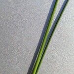 Juncus compressus Bark