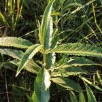 Senecio hercynicus Leaf