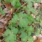 Ranunculus lanuginosusLeaf