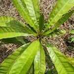 Pouteria campechiana Leaf