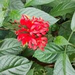 Pachystachys coccinea花