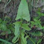 Crepis biennis Fulla