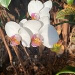 Phalaenopsis amabilis Žiedas