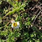 Anthemis maritimaLeht