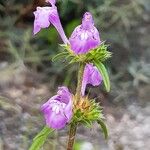Galeopsis angustifolia Flower