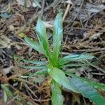 Justicia gendarussa Лист