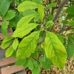 Magnolia liliiflora Leaf