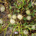 Trifolium barbigerum Vivejo