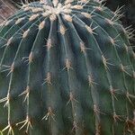 Ferocactus histrix Leht