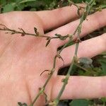 Polygonum douglasii Hoja