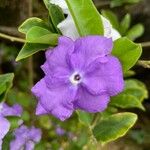 Brunfelsia paucifloraКветка