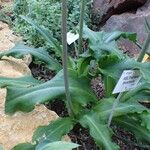 Veltheimia bracteata Hàbitat