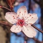 Prunus cerasifera ফুল