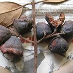 Licaria chrysophylla 其他