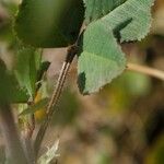 Medicago coronata برگ