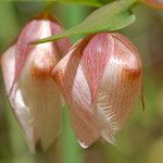 Calochortus albus Кветка