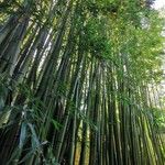 Phyllostachys reticulata Blatt