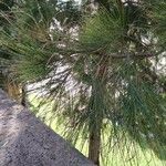 Casuarina cunninghamiana Листок