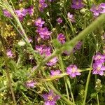 Spergularia purpurea Blüte