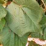 Dombeya wallichii Leaf