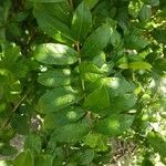 Combretum constrictum Leaf