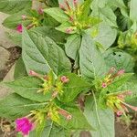 Mirabilis jalapaFlower