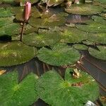 Nymphaea lotus 葉