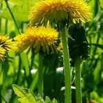 Taraxacum rubicundum Květ