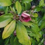 Magnolia figo Lorea