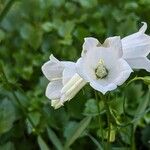 Campanula cochleariifoliaFlors