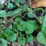 Dichondra carolinensis Feuille