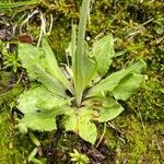 Primula halleri Feuille