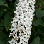 Lysimachia ephemerum Λουλούδι