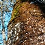 Populus × canescens Corteccia