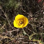 Calochortus clavatus Flower