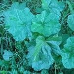 Malva pusilla Leaf