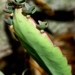 Kalanchoe daigremontiana Blatt