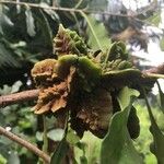 Pittosporum cherrieri Fruit