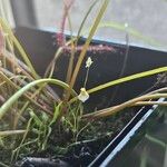 Utricularia bisquamata 花