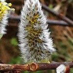 Salix caprea Flower