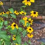 Rudbeckia triloba花