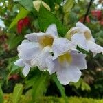 Thunbergia grandiflora പുഷ്പം